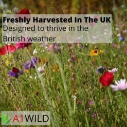 A1WILD UK Native 100% Wildflower Seed Mix -Lawn Care Store 2 10