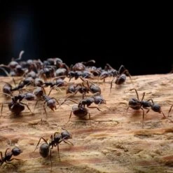 Front Page -Lawn Care Store ants 2