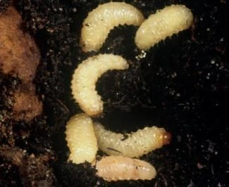 Seeka - Biological Nematode Control Of Vine Weevil (2 Sizes) 2 Seeka - Biological Nematode Control Of Vine Weevil (2 Sizes) - Image 2