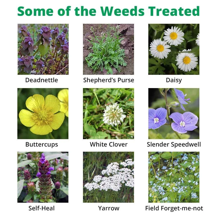 Dicophar - Selective Lawn Weed Killer 4 Dicophar - Selective Lawn Weed Killer - Image 4