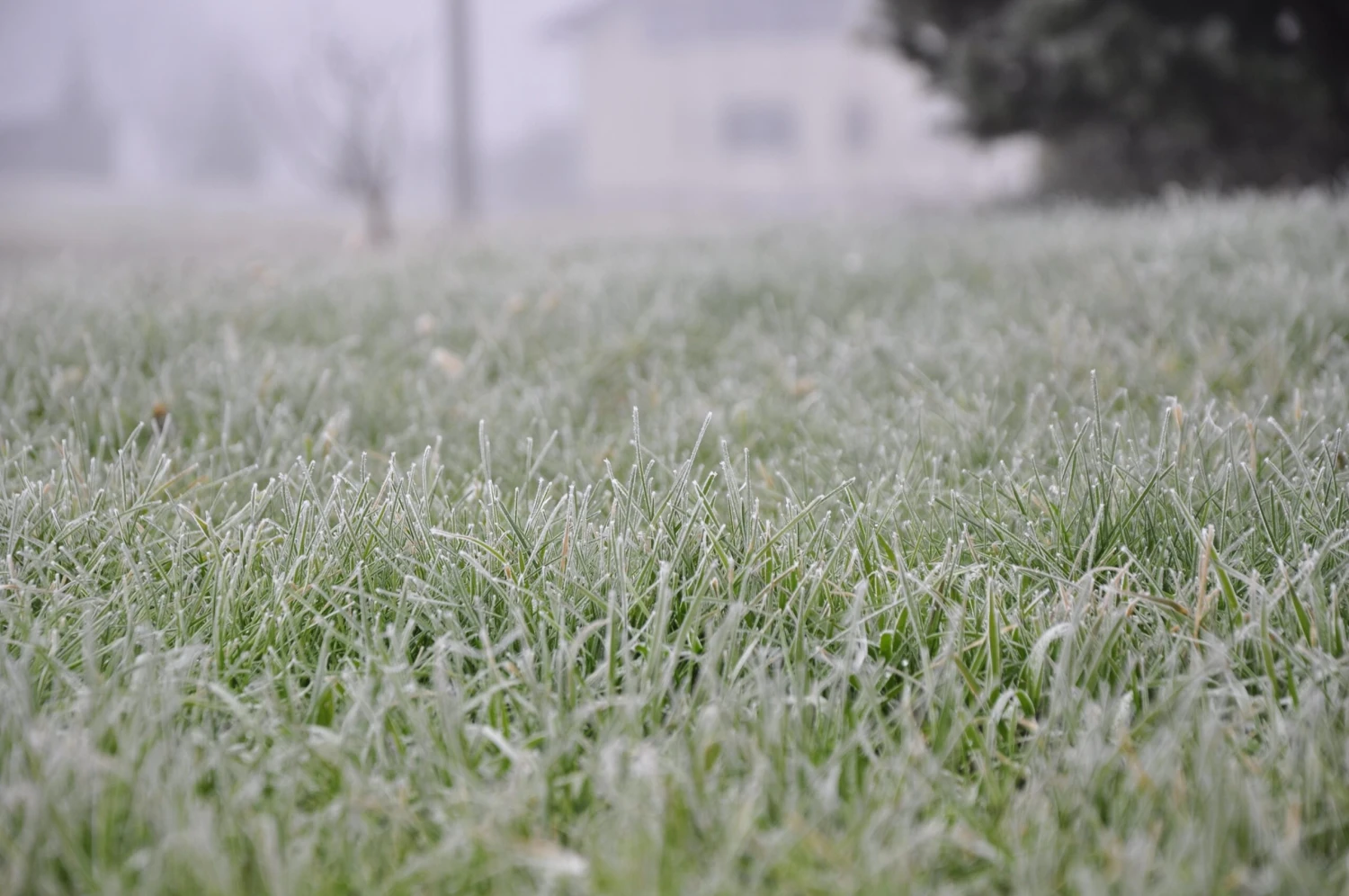 A1 Lawn - 4 Seasons Pro Grass Seed 5KG 2 A1 Lawn - 4 Seasons Pro Grass Seed 5KG - Image 2