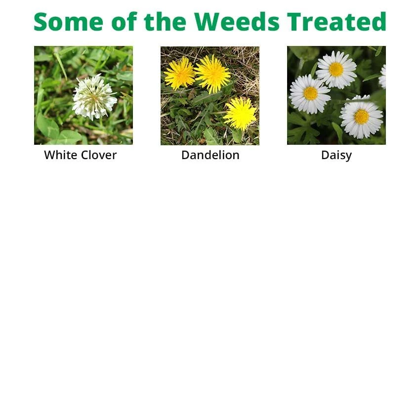 Greenforce Lawn Weedkiller 1 L - Handy Size For Smaller Lawns 2 Greenforce Lawn Weedkiller 1 L - Handy Size For Smaller Lawns - Image 2