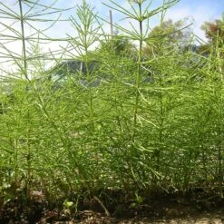 Kurtail Evo - Mares Tail Herbicide 6 Kurtail Evo - Mares Tail Herbicide -Lawn Care Store horsetail kurtail 1