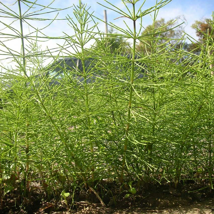 Kurtail Evo - Mares Tail Herbicide 3 Kurtail Evo - Mares Tail Herbicide - Image 3