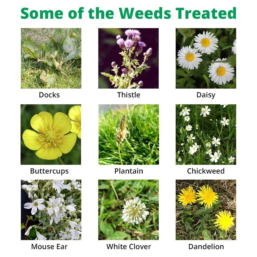 HyGrass-P 5 L - Lawn & Turf Weed Killer For Boom Or Spot Spraying 2 HyGrass-P 5 L - Lawn & Turf Weed Killer For Boom Or Spot Spraying - Image 2