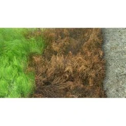 Kurtail Evo - Mares Tail Herbicide 7 Kurtail Evo - Mares Tail Herbicide -Lawn Care Store kurtail before after 1