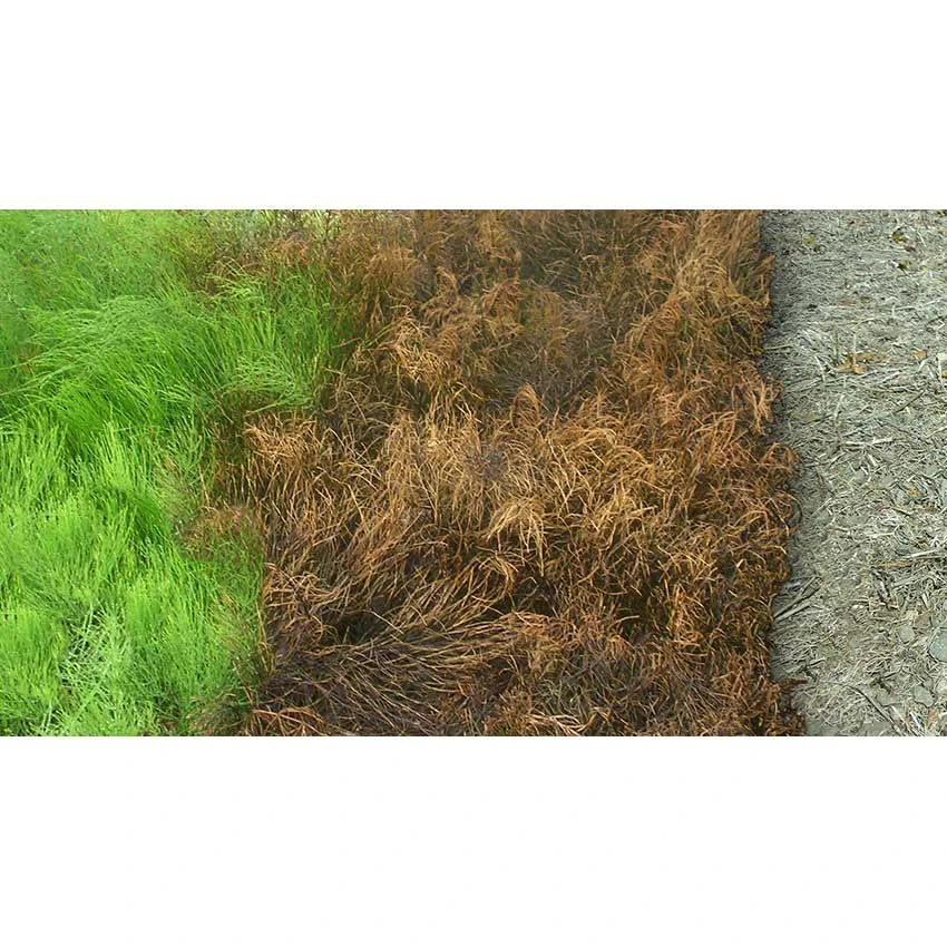 Kurtail Evo - Mares Tail Herbicide 4 Kurtail Evo - Mares Tail Herbicide - Image 4