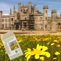 Amvista Hampton Meadow Pure Wildflower Mix 100%