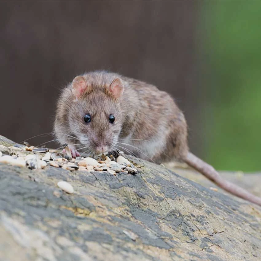 Lantra Awards Level 2 Rodent Management Course Training & Assessment 1 Lantra Awards Level 2 Rodent Management Course Training & Assessment