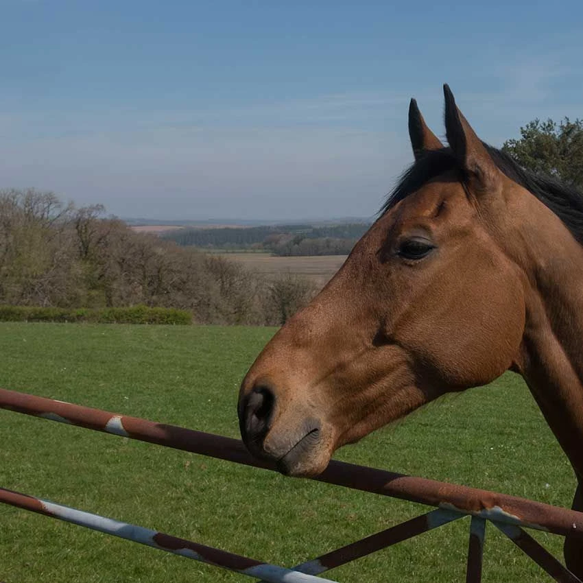 A1 Equine - Horse & Pony (with Rye) Grass Seed 14 Kg 2 A1 Equine - Horse & Pony (with Rye) Grass Seed 14 Kg - Image 2