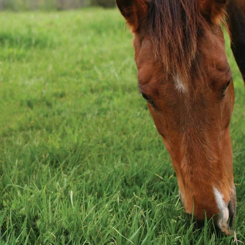 A1 Equine - Horse & Pony (without Rye) 14 Kg 2 A1 Equine - Horse & Pony (without Rye) 14 Kg - Image 2