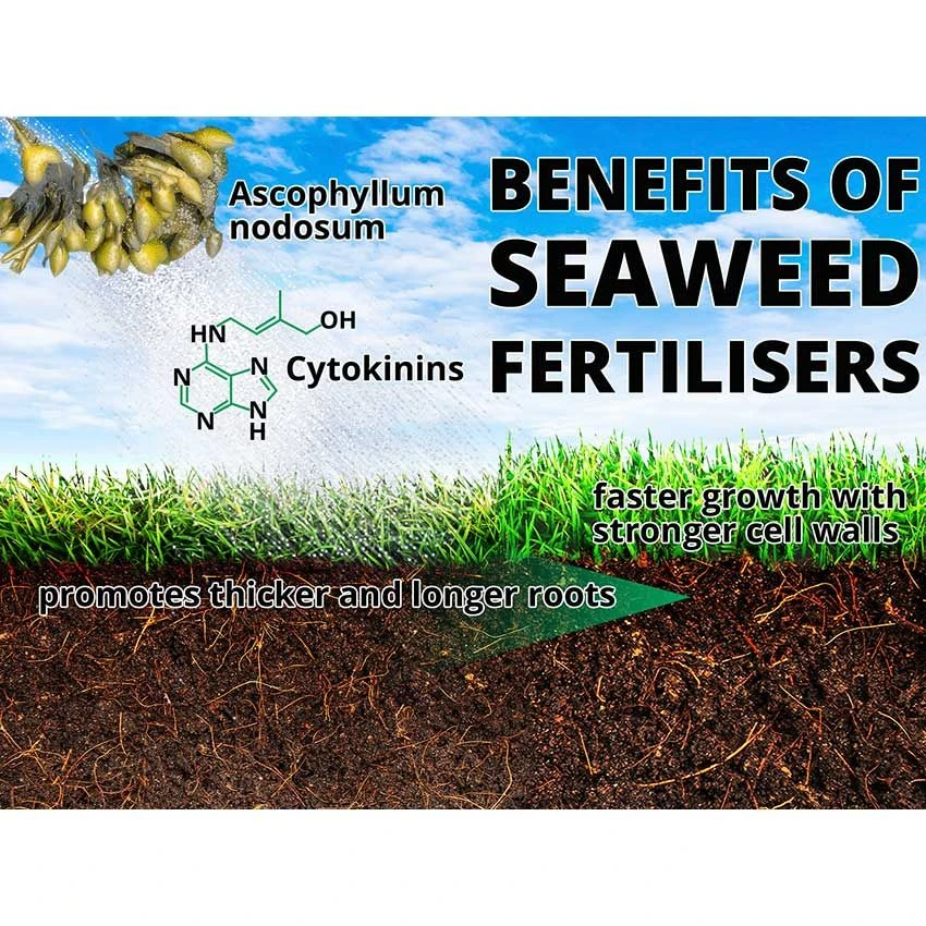 Maxicrop Fine Turf & Lawn Fertiliser No. 4 - 10L With Seaweed 2 Maxicrop Fine Turf & Lawn Fertiliser No. 4 - 10L With Seaweed - Image 2