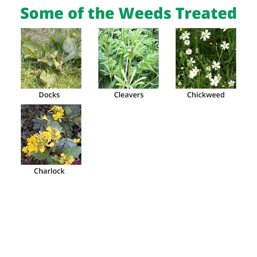 Squire Ultra - Clover Safe Herbicide 3 Squire Ultra - Clover Safe Herbicide - Image 3