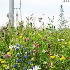 A1LAWN Wildflower Partner Grass Seed 5KG 5 A1LAWN Wildflower Partner Grass Seed 5KG -Lawn Care Store wildflowers and grass